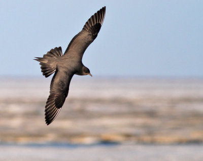 Kustlabb / Parasitic Jaeger