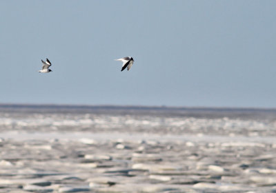 Tärnmås (sträckande) / Sabine's Gull (migrating)