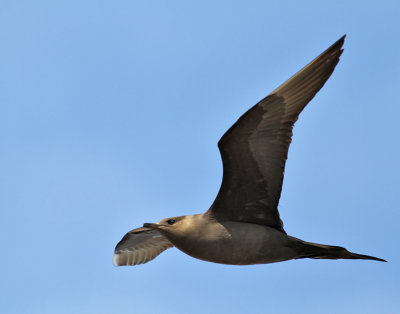 Kustlabb / Parasitic Jaeger