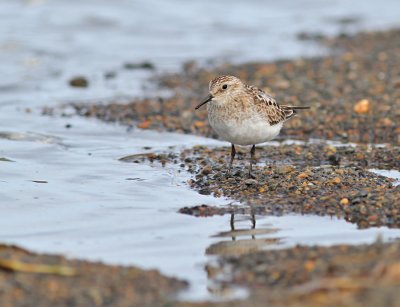 Gulbröstad snäppa / Baird's Sandpiper