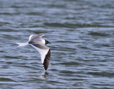Tärnmås / Sabine's Gull