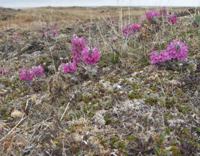 Tundra