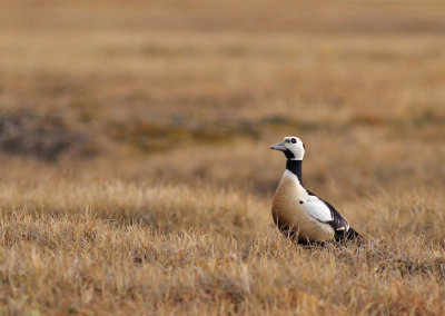 Alförrädare / Steller's Eider