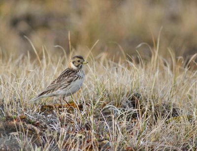 Lappsparv / Lapland Longspur