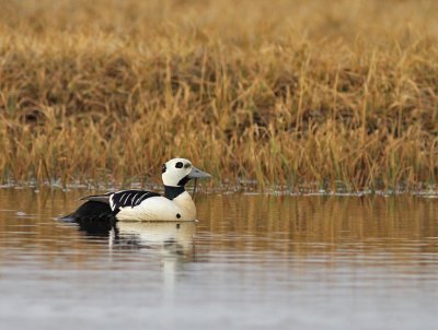 Alförrädare / Steller's Eider
