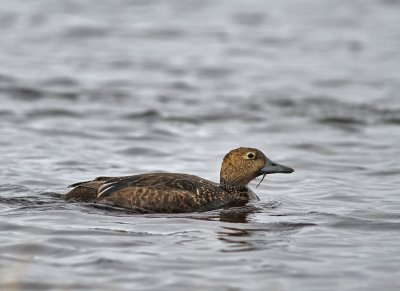 Alförrädare / Steller's Eider