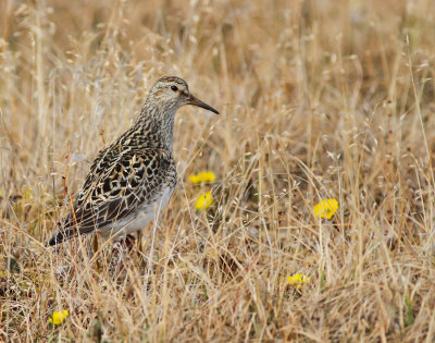 Tuvsnäppa / Pectoral Sandpiper
