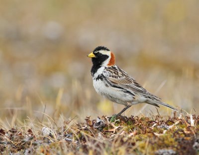 Lappsparv / Lapland Longspur
