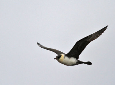 Bredstjärtad labb / Pomarine Jaeger