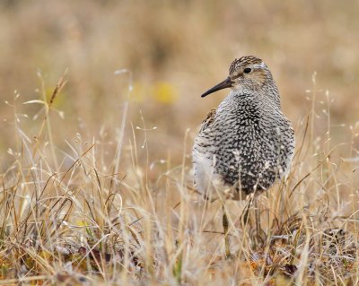 Tuvsnäppa / Pectoral Sandpiper