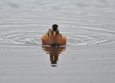 Brednäbbad simsnäppa / Red Phalarope
