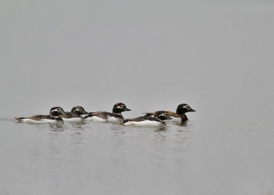 Alfågel / Long-tailed Duck