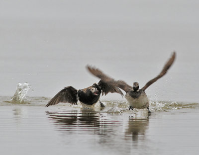 Alfågel / Long-tailed Duck