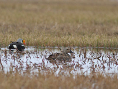 Praktejder / King Eider
