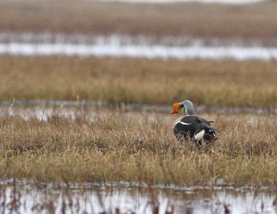 Praktejder / King Eider