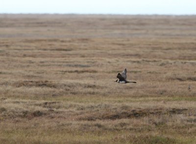 Bredstjärtad labb / Pomarine Jaeger