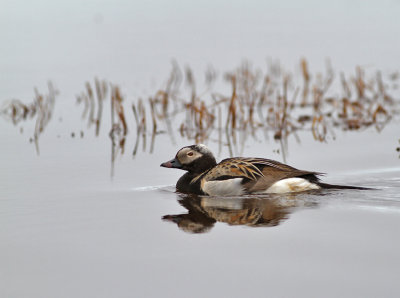 Alfågel / Long-tailed Duck