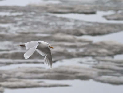 Vittrut / Glaucous Gull