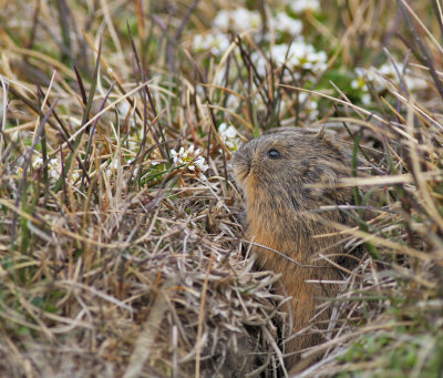Brun lämmel / Brown Lemming