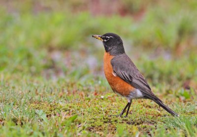 Vandringstrast / American Robin