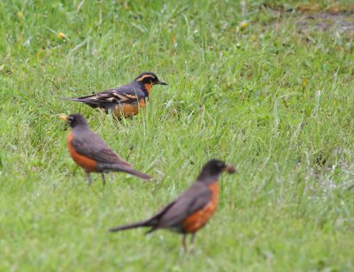 Sitkatrast (med vandringstrastar) / Varied Thrush (with American Robins)