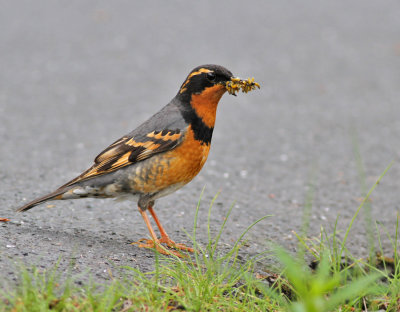 Sitkatrast / Varied Thrush