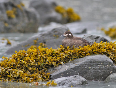 Strmand / Harlequin Duck