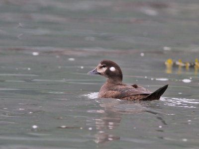 Strmand / Harlequin Duck