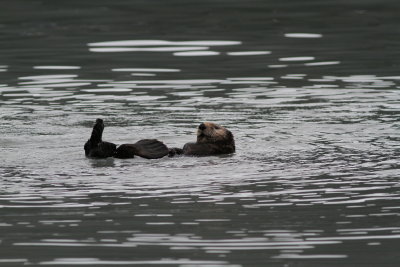 Havsutter / Sea Otter