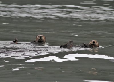 Havsutter / Sea Otter