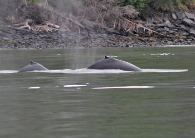 Knlval / Humpback Whale
