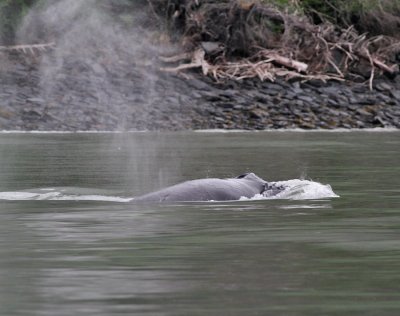 Knlval / Humpback Whale