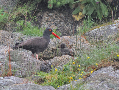 Klippstrandskata / Black Oystercatcher