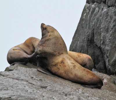 Nordligt sjlejon / Steller's Sea Lion