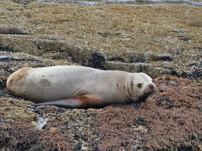 Nordligt sjlejon / Steller's Sea Lion