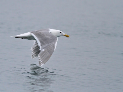 Grvingad trut / Glaucous-winged Gull