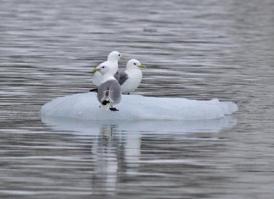 Tretig ms / Kittiwake