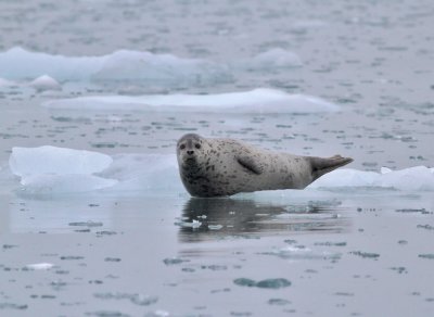 Knubbsl / Harbour Seal