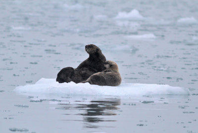 Havsutter / Sea Otter
