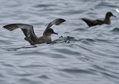 Grlira / Sooty Shearwater