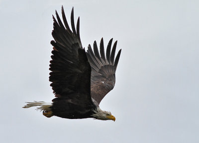 Vithvdad havsrn / Bald Eagle