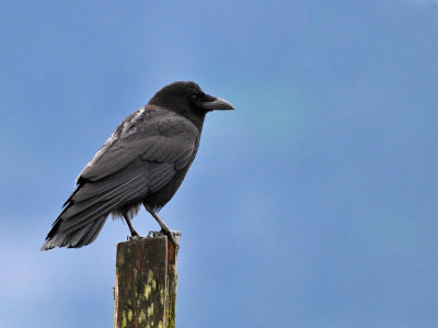 Alaskakrka / Northwestern Crow