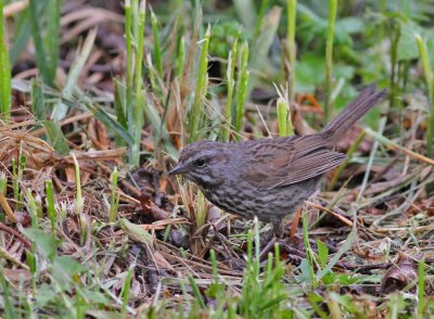 Sngsparv / Song Sparrow