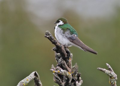 Violettgrn svala / Violet-green Swallow