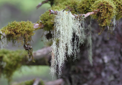 Pacific coastal rain forest