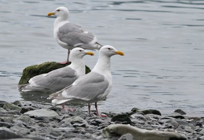 Grvingad trut / Glaucous-winged Gull