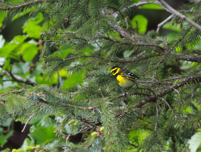 Townsends skogssngare / Townsend's Warbler