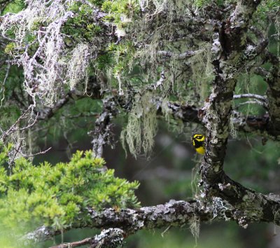 Townsends skogssngare / Townsend's Warbler