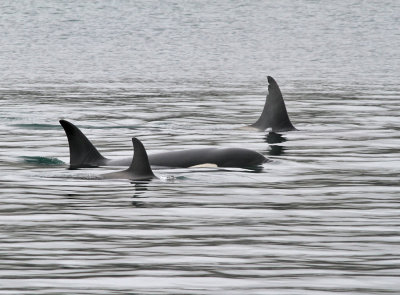 Späckhuggare / Orca