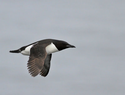 Spetsbergsgrissla / Thick-billed Murre